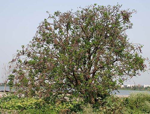 Erythrina variegata